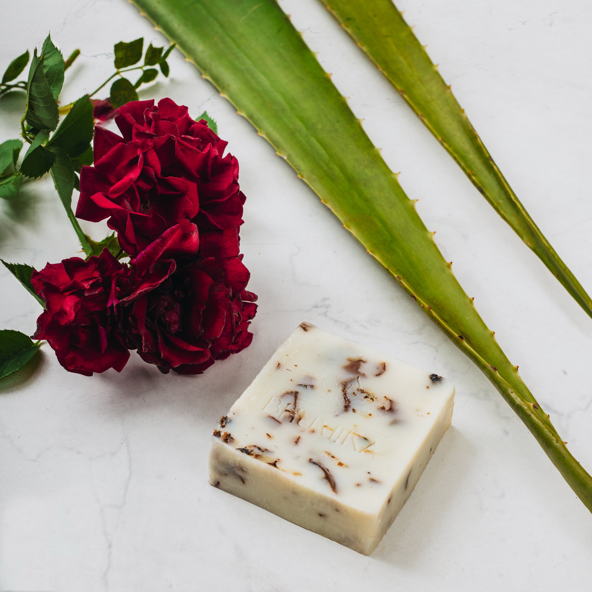 rose aloe vera plant Aloe Vera and Rose – By Bhumika